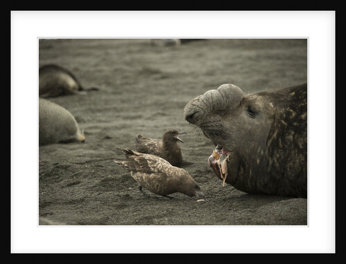 Southern Elephant Seal and Skua by Anonymous