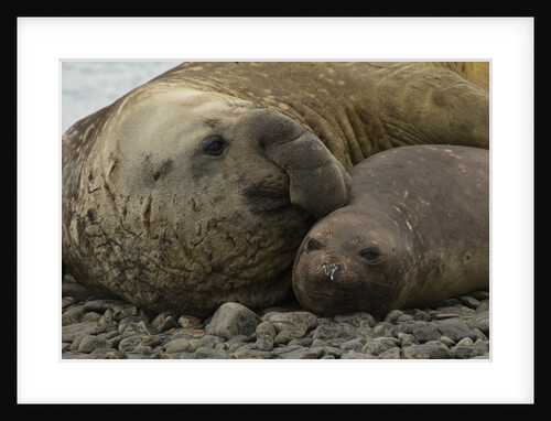 Southern Elephant Seals Mating by Anonymous