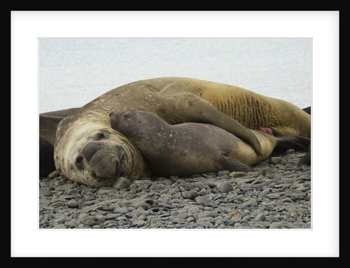 Southern Elephant Seals Mating by Anonymous