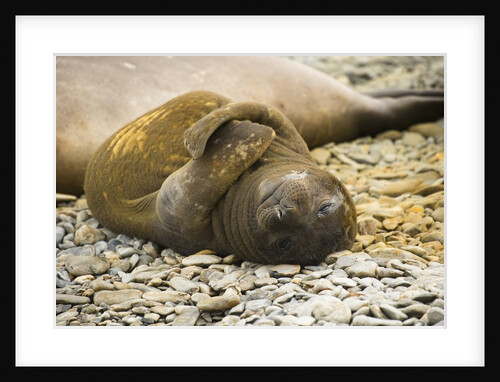 Southern Elephant Seal Cub by Anonymous