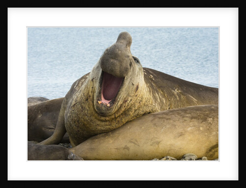 Southern Elephant Seal Bull Calling by Anonymous
