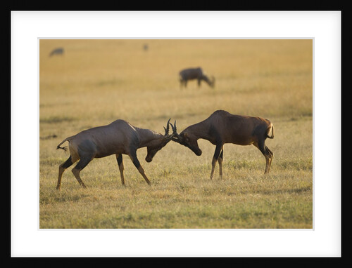 Topi Fight by Anonymous