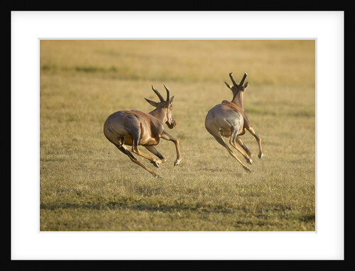 Topi Chase by Anonymous