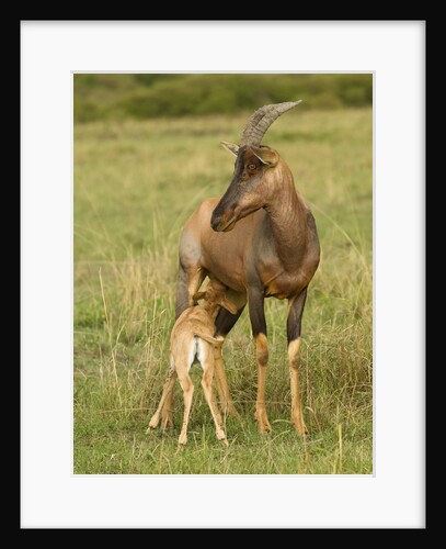 Topi and Nursing Baby by Anonymous