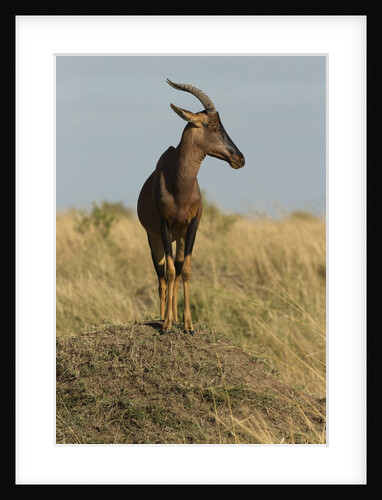 Topi Portrait by Anonymous