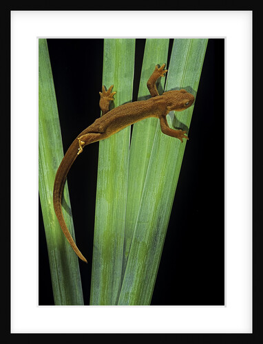 Taricha granulosa (rough-skinned newt) by Anonymous