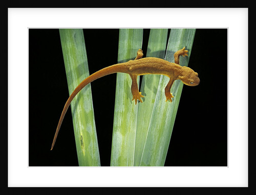 Taricha granulosa (rough-skinned newt) by Anonymous