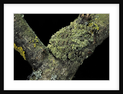 Theloderma corticale (Tonkin bug-eyed frog, mossy frog) by Anonymous