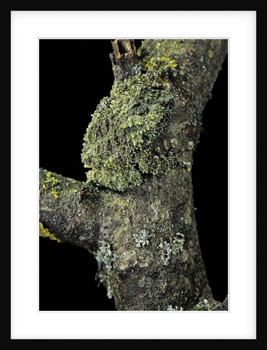 Theloderma corticale (Tonkin bug-eyed frog, mossy frog) by Anonymous