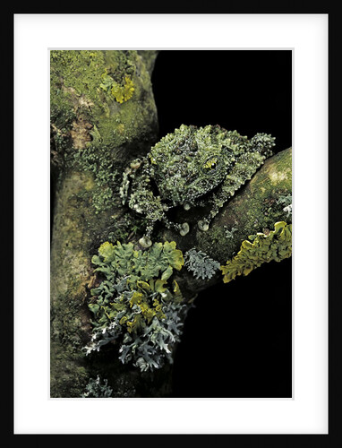 Theloderma corticale (Tonkin bug-eyed frog, mossy frog) by Anonymous