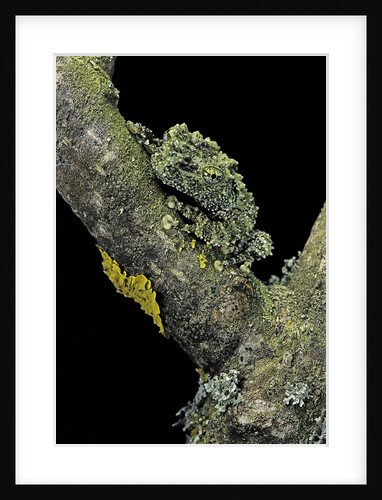 Theloderma corticale (Tonkin bug-eyed frog, mossy frog) by Anonymous