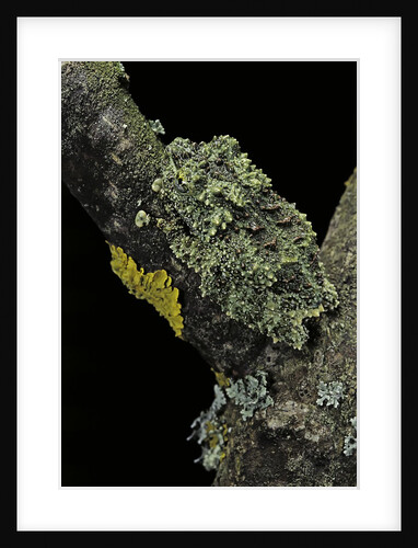 Theloderma corticale (Tonkin bug-eyed frog, mossy frog) by Anonymous