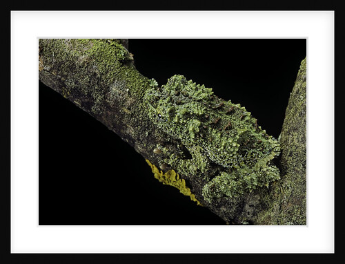 Theloderma corticale (Tonkin bug-eyed frog, mossy frog) by Anonymous