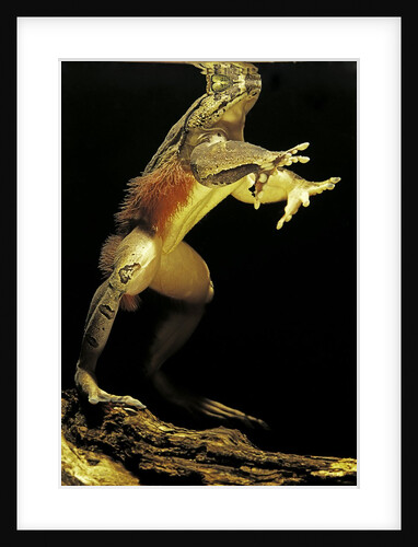 Trichobatrachus robustus (hairy frog) by Anonymous