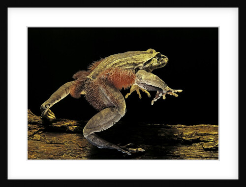 Trichobatrachus robustus (hairy frog) by Anonymous