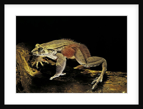 Trichobatrachus robustus (hairy frog) by Anonymous