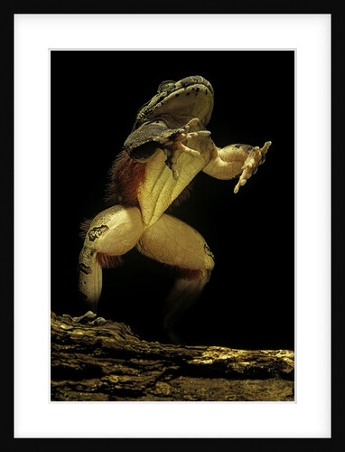 Trichobatrachus robustus (hairy frog) by Anonymous