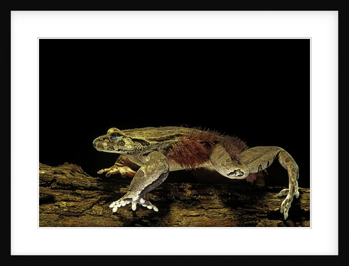 Trichobatrachus robustus (hairy frog) by Anonymous