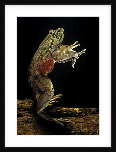 Trichobatrachus robustus (hairy frog) by Anonymous