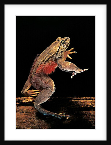 Trichobatrachus robustus (hairy frog) by Anonymous