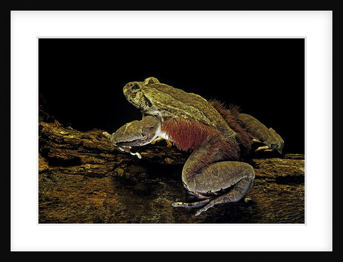Trichobatrachus robustus (hairy frog) by Anonymous