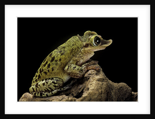Triprion spatulatus (shovel-nosed treefrog) by Anonymous