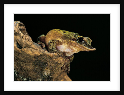 Triprion spatulatus (shovel-nosed treefrog) by Anonymous