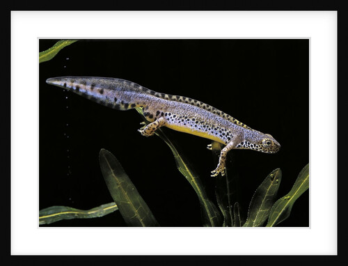Triturus alpestris (alpine newt) by Anonymous