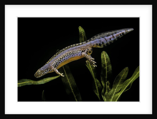 Triturus alpestris (alpine newt) by Anonymous