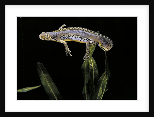 Triturus alpestris (alpine newt) by Anonymous