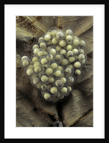 Trichobatrachus robustus (hairy frog) - eggs by Anonymous