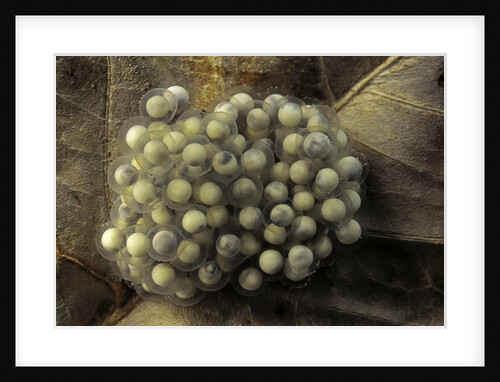 Trichobatrachus robustus (hairy frog) - eggs by Anonymous
