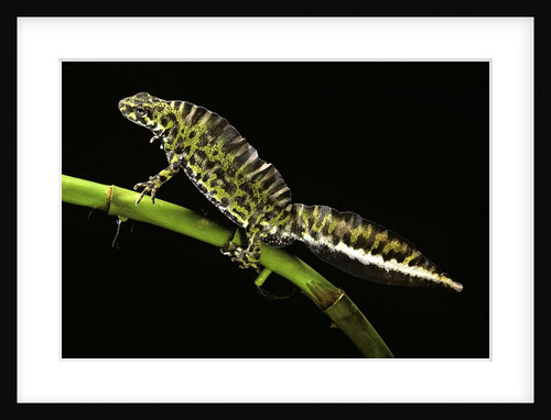 Triturus marmoratus (marbled newt) by Anonymous