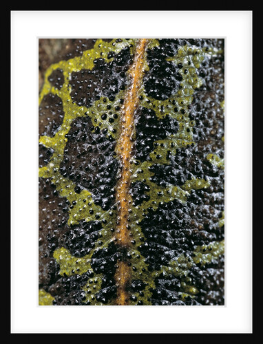 Triturus marmoratus (marbled newt) by Anonymous