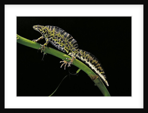 Triturus marmoratus (marbled newt) by Anonymous