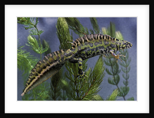 Triturus marmoratus (marbled newt) by Anonymous