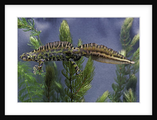 Triturus marmoratus (marbled newt) by Anonymous