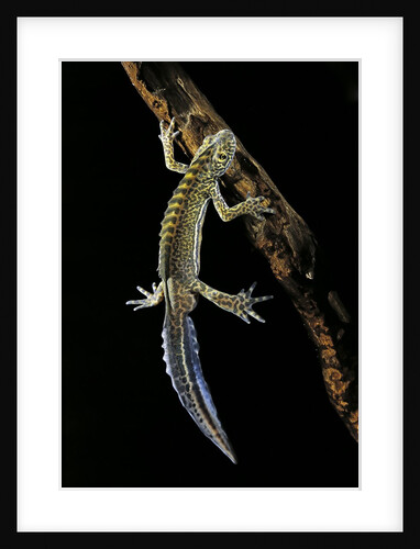 Ommatotriton vittatus (southern banded newt) by Anonymous