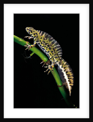 Triturus marmoratus (marbled newt) by Anonymous