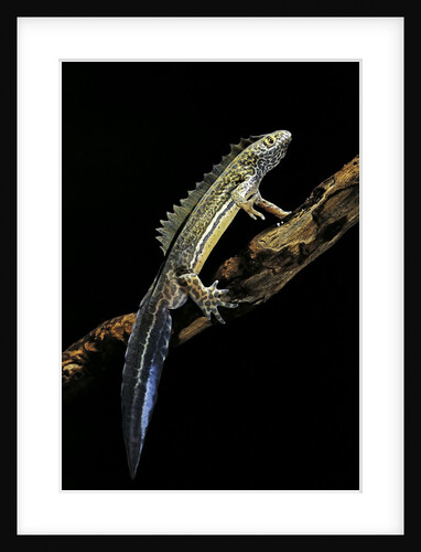 Ommatotriton vittatus (southern banded newt) by Anonymous