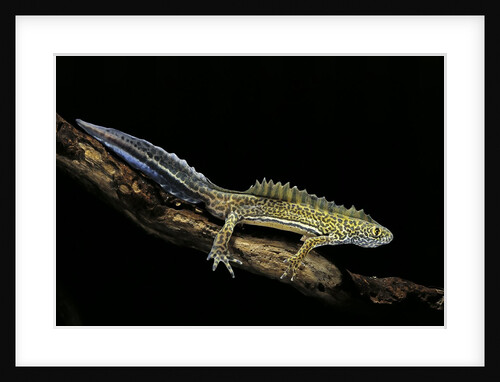 Ommatotriton vittatus (southern banded newt) by Anonymous