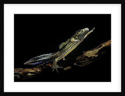 Ommatotriton vittatus (southern banded newt) by Anonymous