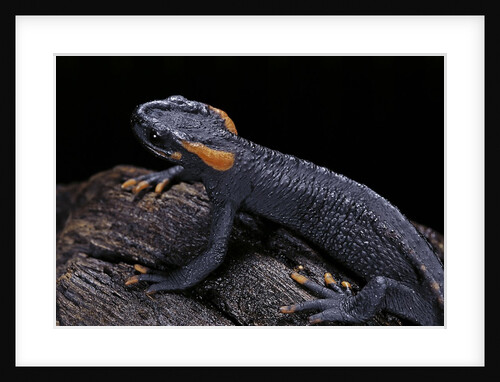 Tylototriton taliangensis (Taliang knobby newt) by Anonymous