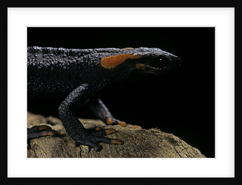 Tylototriton taliangensis (Taliang knobby newt) by Anonymous