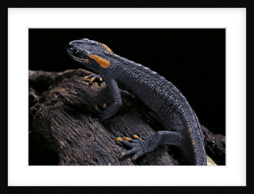 Tylototriton taliangensis (Taliang knobby newt) by Anonymous