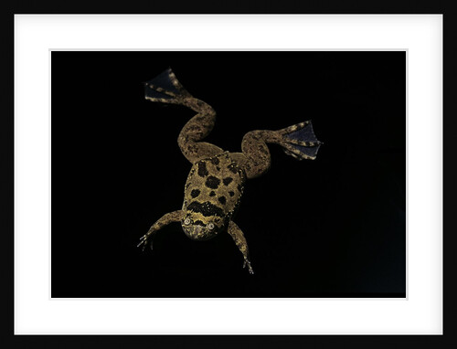 Xenopus fraseri (Fraser's clawed frog) by Anonymous