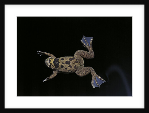 Xenopus fraseri (Fraser's clawed frog) by Anonymous