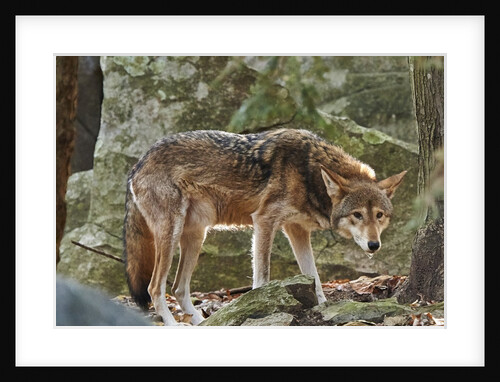 Red Wolf by Anonymous