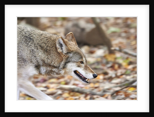 Red Wolf by Anonymous