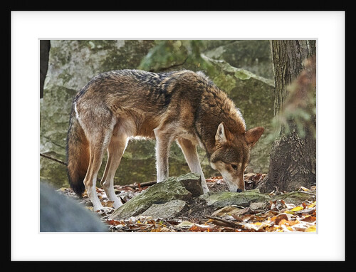 Red Wolf by Anonymous